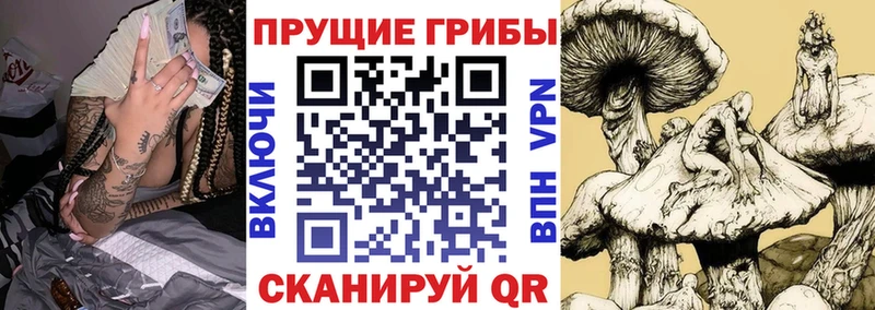 Галлюциногенные грибы Cubensis Красноярск